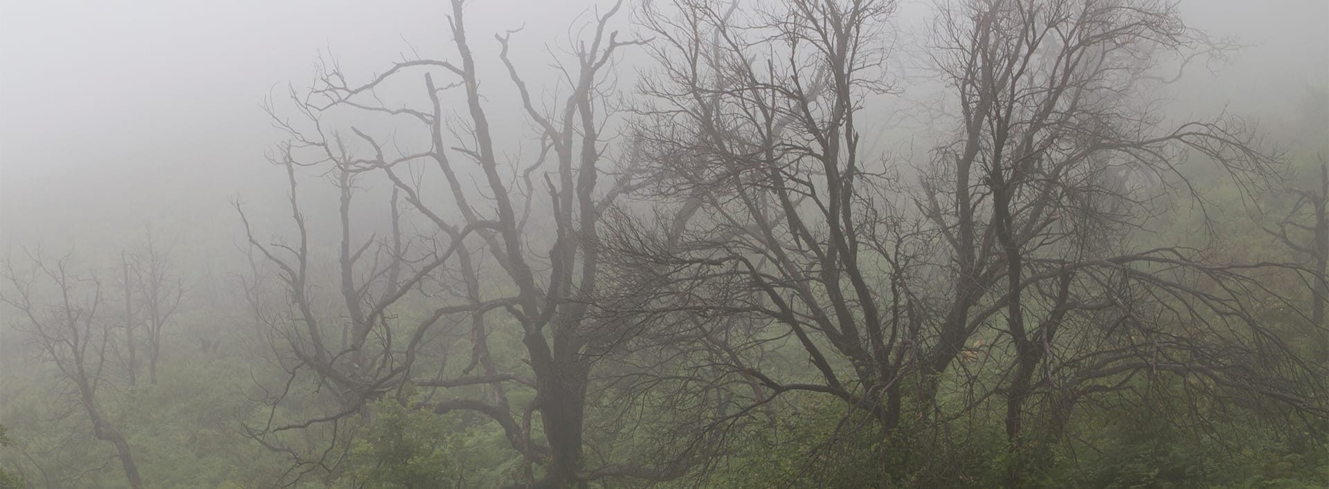 Kahle Bäume im dichten Nebel